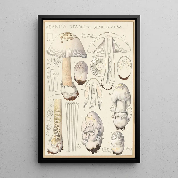 Amanite spadicea Secr version Alba - Hans Baldung — framed artwork on a wall
