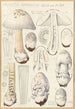 Amanite spadicea Secr version Alba - Hans Baldung — artwork view