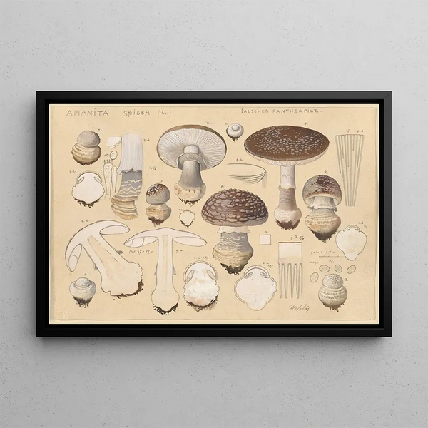 Amanita spissa Fr - Hans Baldung — framed artwork on a wall