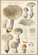Amanite spissa Fr forme grisea - Hans Baldung — artwork view