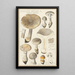 Amanite spissa Fr forme grisea - Hans Baldung — framed artwork on a wall