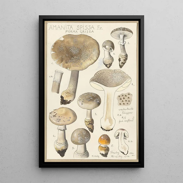 Amanite spissa Fr forme grisea - Hans Baldung — framed artwork on a wall