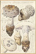 Amanite strobiliformis - Hans Baldung — artwork view