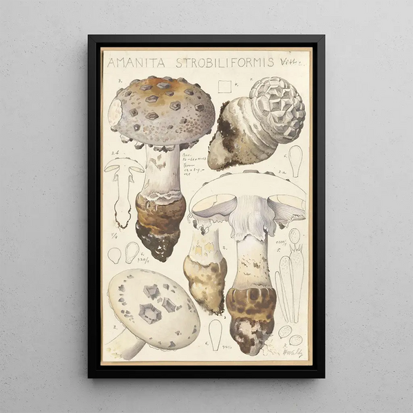 Amanite strobiliformis - Hans Baldung — framed artwork on a wall