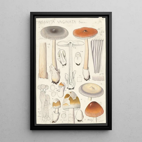 Amanite vaginée Bull - Hans Baldung — framed artwork on a wall