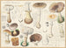 Amanita valida Fr - Hans Baldung — artwork view