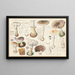Amanita valida Fr - Hans Baldung — framed artwork on a wall