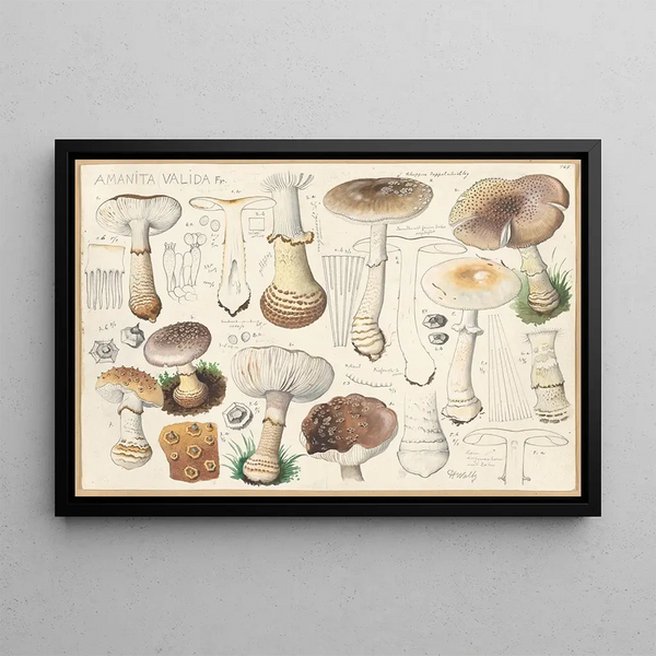Amanita valida Fr - Hans Baldung — framed artwork on a wall