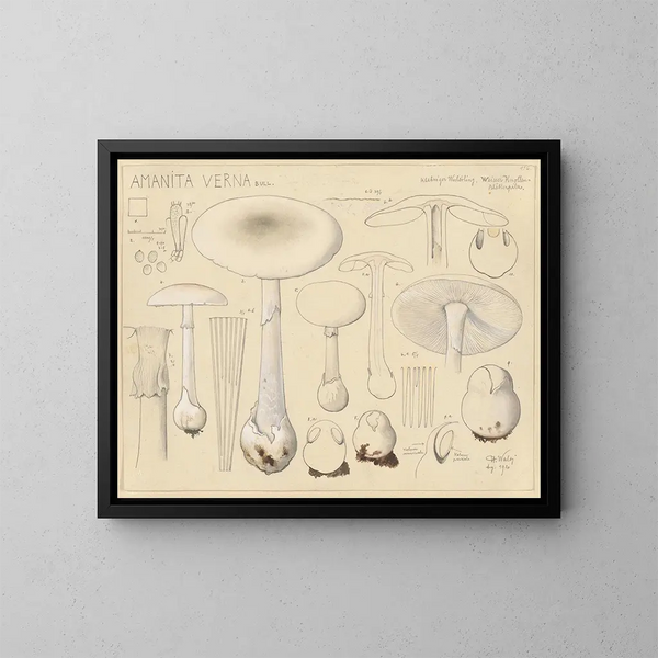 Spring Amanita - Hans Baldung — framed artwork on a wall