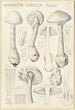 Amanite vireuse - Hans Baldung — artwork view