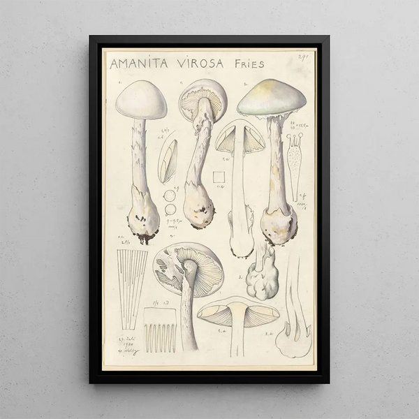 Amanite vireuse - Hans Baldung — framed artwork on a wall