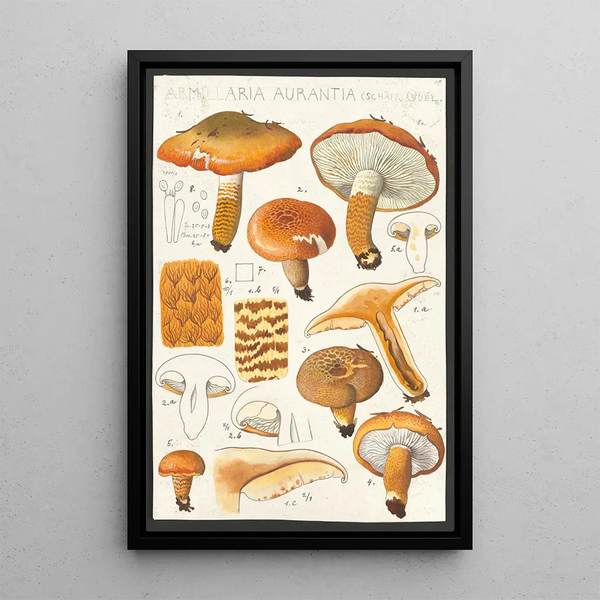 Armillaire aurantie Schaeffer Quél - Hans Baldung — framed artwork on a wall