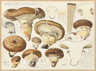 Armillaria impérialis - Hans Baldung — artwork view