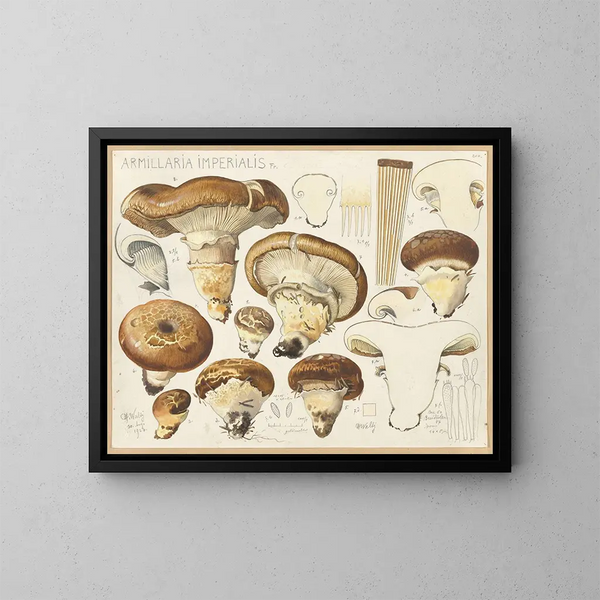 Armillaria impérialis - Hans Baldung — framed artwork on a wall