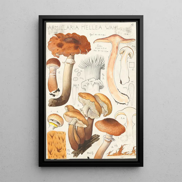 Honey-colored Armillaire Painting Wahl - Hans Baldung — framed artwork on a wall