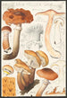 Honey-colored Armillaire Painting Wahl - Hans Baldung — artwork view