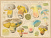 Boletus appendiculatus var. albidus - Hans Baldung — artwork view