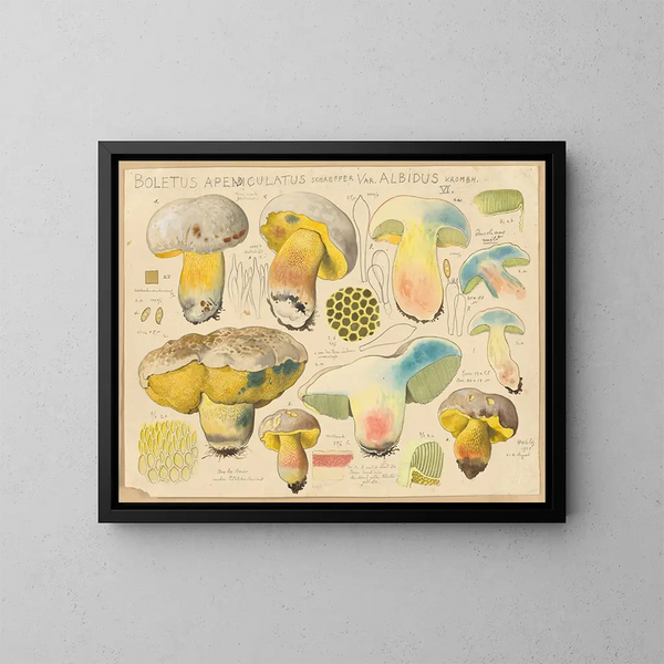 Boletus appendiculatus var. albidus - Hans Baldung — framed artwork on a wall