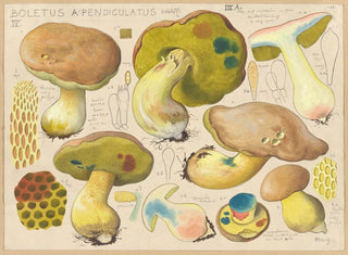 Boletus appendiculatus - Hans Baldung — artwork view