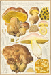 Bolet aqueux - Hans Baldung — artwork view