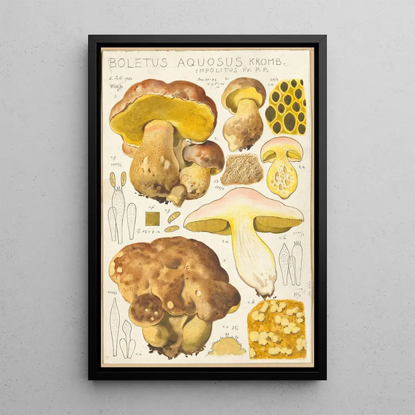 Bolet aqueux - Hans Baldung — framed artwork on a wall