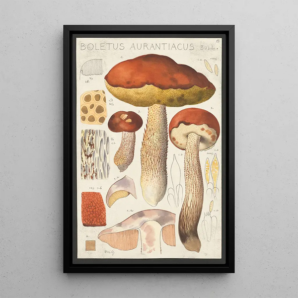 Bolet orangé Bull - Hans Baldung — framed artwork on a wall