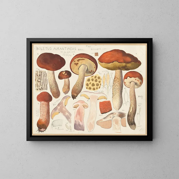 Bolet orange - Hans Baldung — framed artwork on a wall