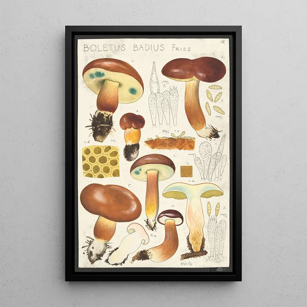 Bolet bai Fries - Hans Baldung — framed artwork on a wall
