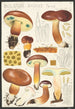 Bolet bai Fries - Hans Baldung — artwork view