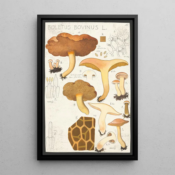 Boletus bovinus L - Hans Baldung — framed artwork on a wall