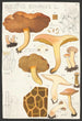 Boletus bovinus L - Hans Baldung — artwork view