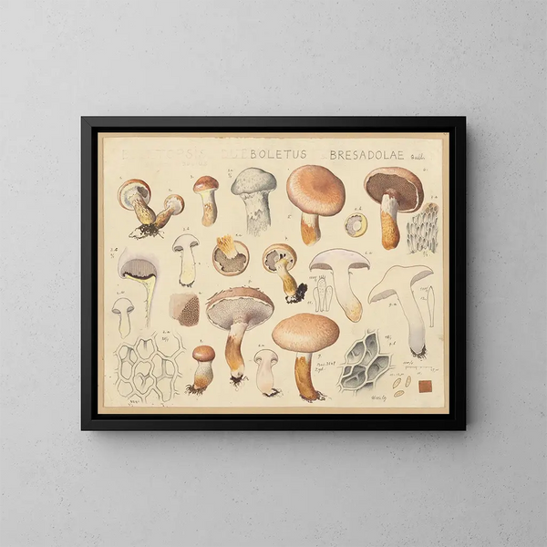 Boletus bresadolae - Hans Baldung — framed artwork on a wall