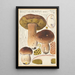 Boletus bulbosus - Hans Baldung — framed artwork on a wall