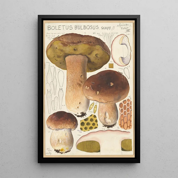 Boletus bulbosus - Hans Baldung — framed artwork on a wall