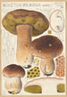 Boletus bulbosus - Hans Baldung — artwork view