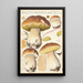 Boletus bulbosus Schff - Hans Baldung — framed artwork on a wall