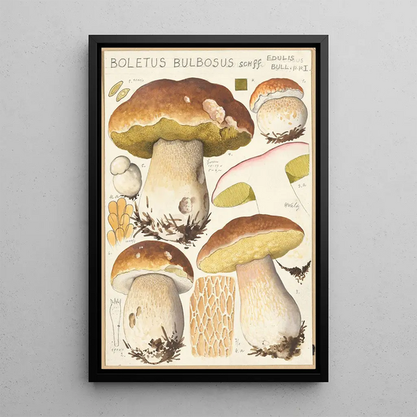 Boletus bulbosus Schff - Hans Baldung — framed artwork on a wall