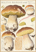 Boletus bulbosus Schff - Hans Baldung — artwork view