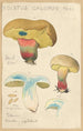 Boletus calopus - Hans Baldung — artwork view