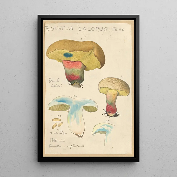 Boletus calopus - Hans Baldung — framed artwork on a wall