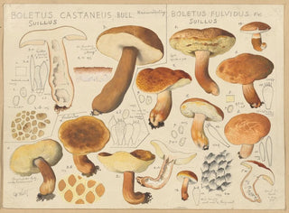 Boletus castaneus and Boletus fulvidus - Hans Baldung — artwork view