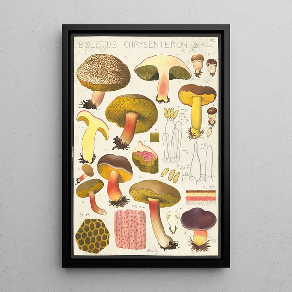 Boletus chrysenteron Bull - Hans Baldung — framed artwork on a wall