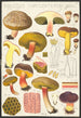 Boletus chrysenteron Bull - Hans Baldung — artwork view