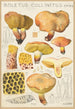 Boletus collinitus - Hans Baldung — artwork view
