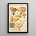 Boletus collinitus - Hans Baldung — framed artwork on a wall