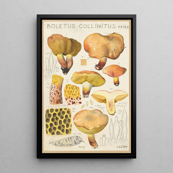 Boletus collinitus - Hans Baldung — framed artwork on a wall