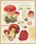Boletus dupainii Boud. - Hans Baldung — artwork view