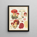 Boletus dupainii Boud. - Hans Baldung — framed artwork on a wall