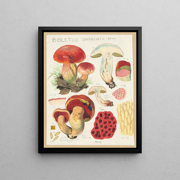 Boletus dupainii Boud. - Hans Baldung — framed artwork on a wall