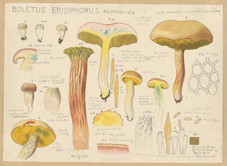 Boletus eriophorus - Hans Baldung — artwork view
